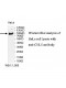 CUL5 Antibody