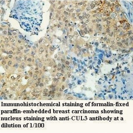 CUL3 Antibody