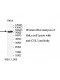 CUL3 Antibody