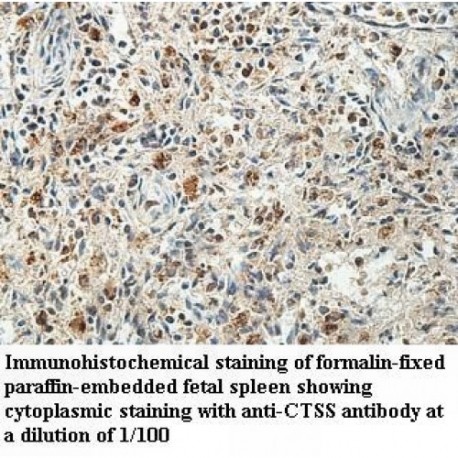 CTSS Antibody