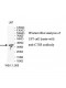 CTSS Antibody