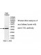 CTSL Antibody