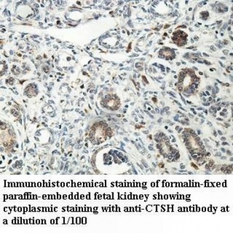 CTSH Antibody