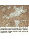 VASP Antibody