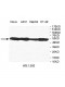 VASP Antibody