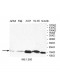 UBE2D1 Antibody