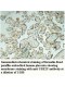 UBE2F Antibody
