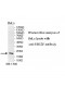 UBE2F Antibody