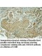 UBE2M Antibody