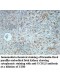 UCHL5 Antibody