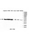 UCHL5 Antibody