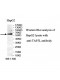 TAF5L Antibody