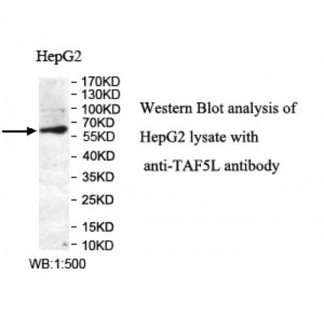 TAF5L Antibody