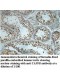 TAF9B Antibody