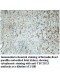 TBC1D13 Antibody