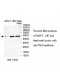 TBL2 Antibody