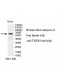 TBX18 Antibody