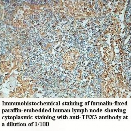 TBX3 Antibody