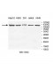 TCERG1 Antibody
