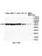 TCP1 Antibody