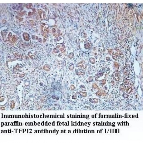 TFPI2 Antibody