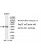 ELAC1 Antibody