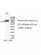 ENPP2 Antibody