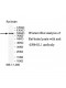 EPB41L1 Antibody