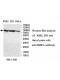 DNM1L Antibody