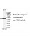 TFPD1 Antibody