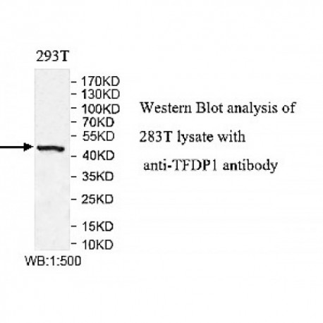 TFPD1 Antibody