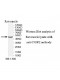 TFPD2 Antibody