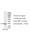 THOC1 Antibody