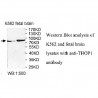 THOP1 Antibody
