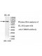 THSD1 Antibody