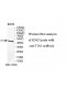 TIA1 Antibody