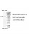 TBX6 Antibody