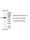 DYPS Antibody