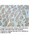 EEA1 Antibody