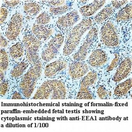 EEA1 Antibody