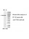 TNS4 Antibody