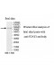 STAT3 Antibody