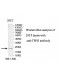 TSPO Antibody