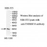 TNFRSF18 Antibody