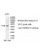 TNFRSF19 Antibody