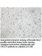 URGCP Antibody