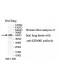 KDM4E Antibody