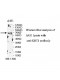 KRT1 Antibody