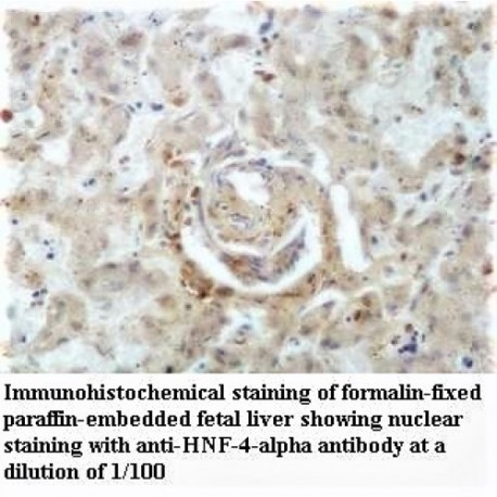 HNF4A Antibody