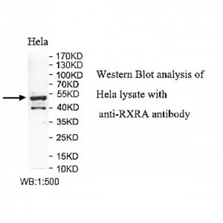 RXRA Antibody